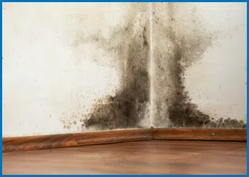 Deerfield Beach Restoration Expert Deerfield Beach, FL 754-216-6297 Deerfield Beach Restoration Expert Deerfield Beach, FL 754-216-6297 - city-page-mold