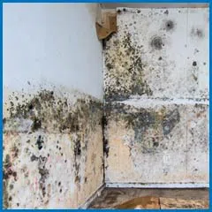 Deerfield Beach Restoration Expert Deerfield Beach, FL 754-216-6297 - side-mold